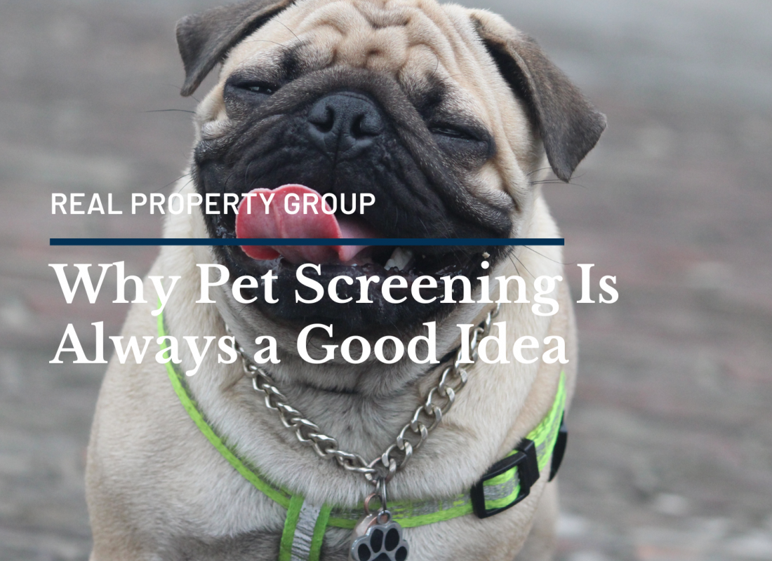 Why Pet Screening Is Always a Good Idea